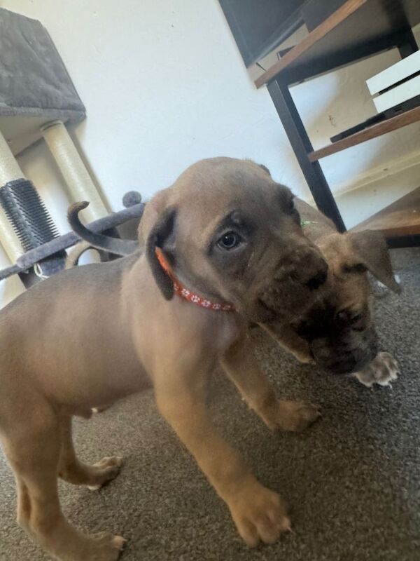 Cane Corso Puppies - Image 3 of 5