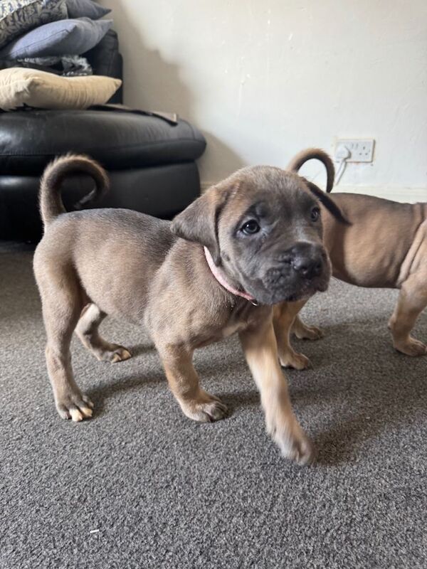 Cane Corso Puppies - Image 4 of 5