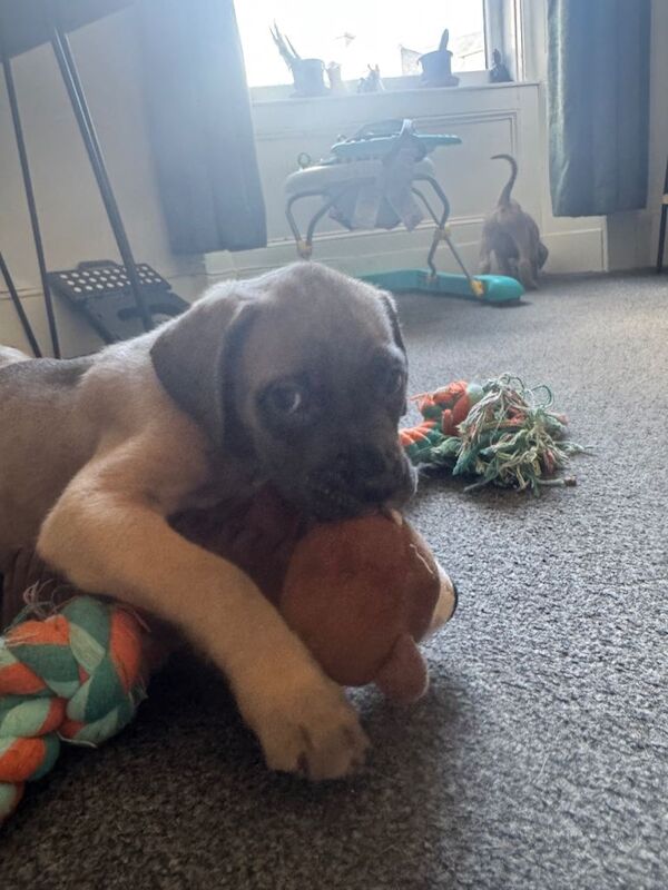 Cane Corso Puppies - Image 5 of 5