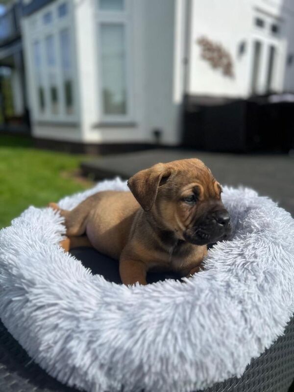 Cane Corso Puppies - Image 2 of 5