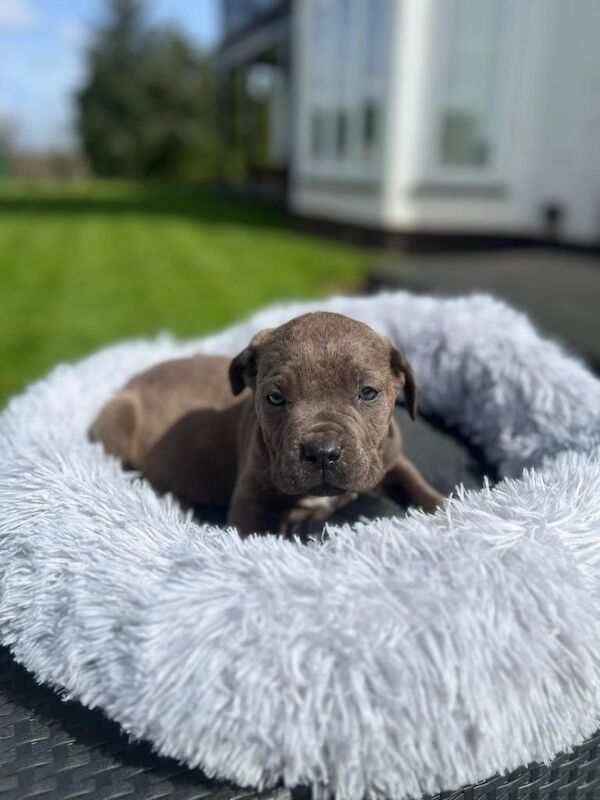 Cane Corso Puppies - Image 3 of 5