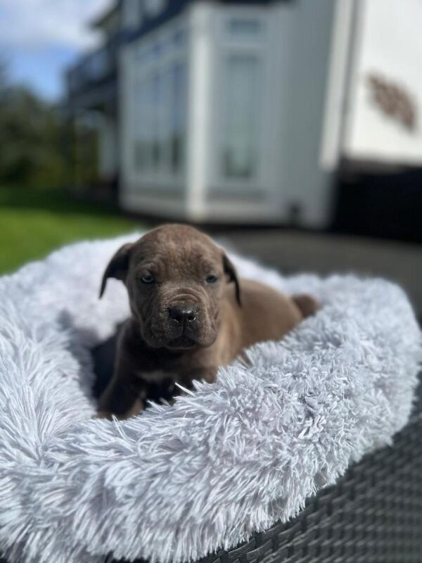 Cane Corso Puppies - Image 4 of 5