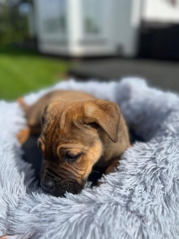 Cane Corso Puppies - Image 5 of 5