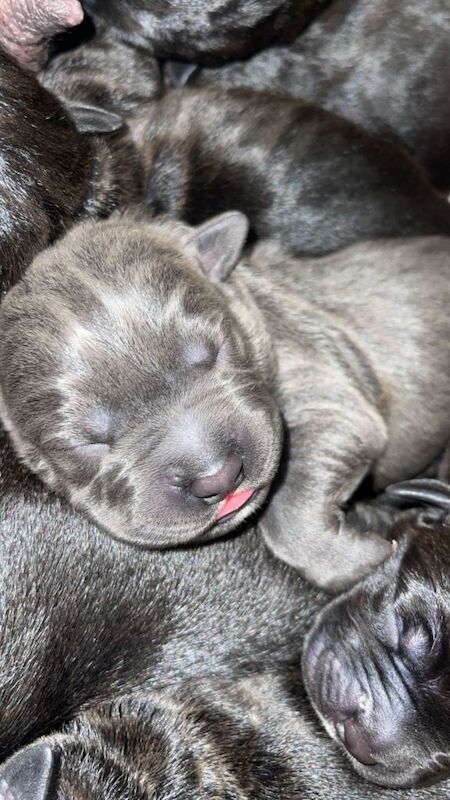 Cane corso puppies