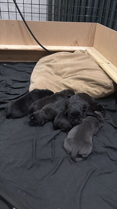 Cane corso puppies - Image 3 of 4