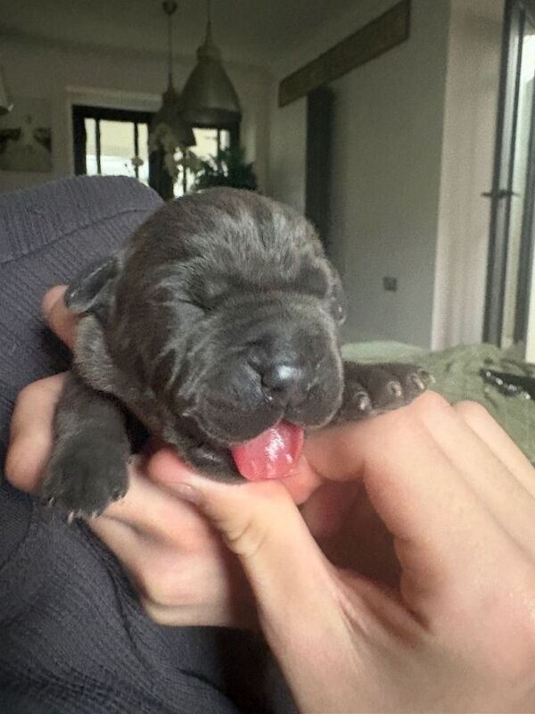 Cane corso puppies - Image 4 of 4