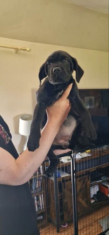 Cane corso puppies - Image 2 of 3