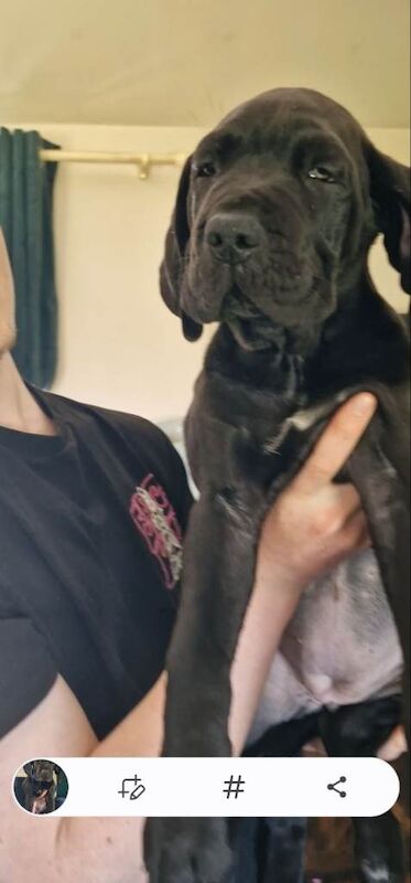 Cane corso puppies - Image 3 of 3