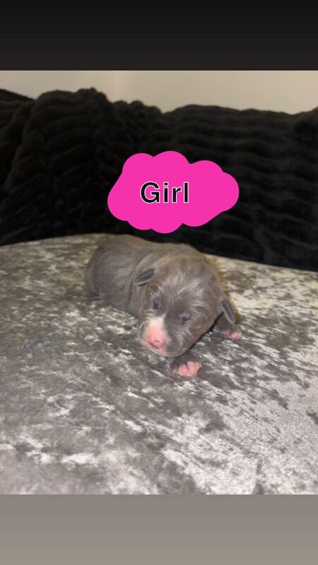 Cane Corso puppies