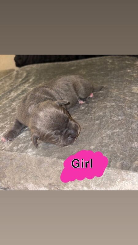 Cane Corso puppies - Image 2 of 3
