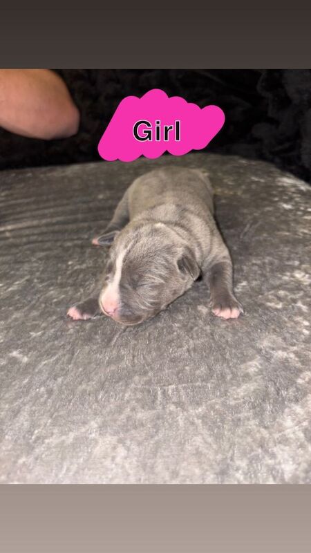 Cane Corso puppies - Image 3 of 3