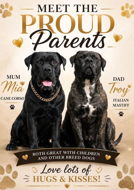 Cane corso puppies
