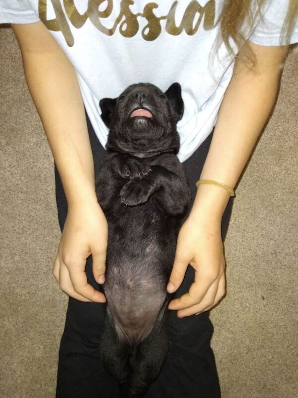 Cane corso puppies - Image 5 of 6