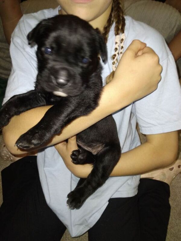 Cane corso puppies - Image 6 of 6