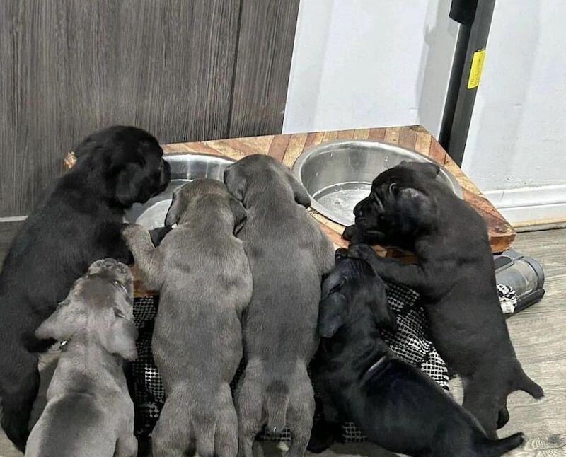 Cane Corso Puppies - 3 grey left for sale in Bradford, West Yorkshire