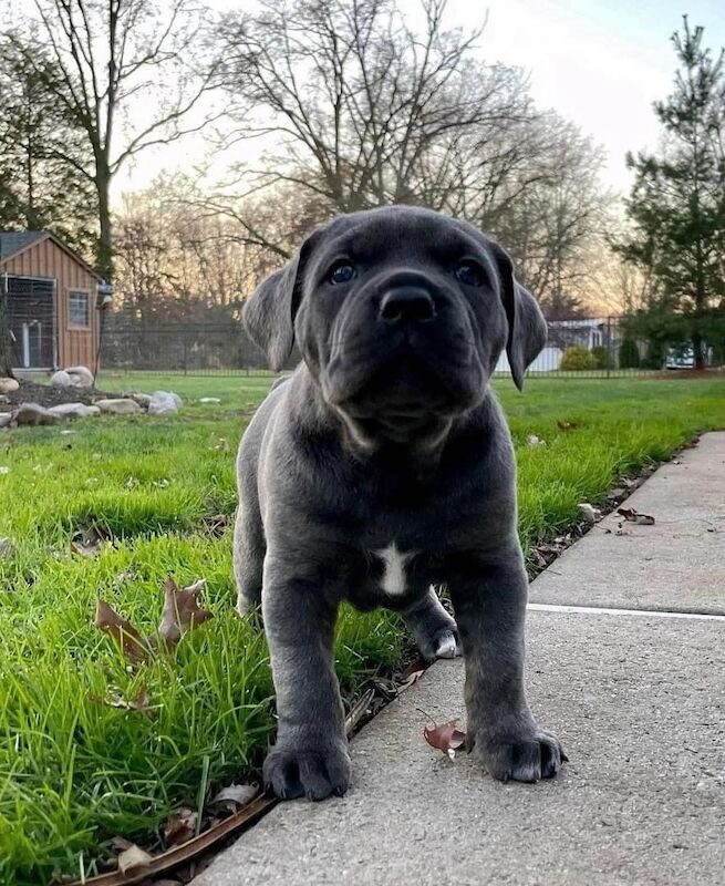 Cane Corso Puppies - 3 grey left for sale in Bradford, West Yorkshire | Image 2
