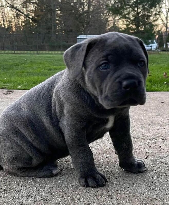 Cane Corso Puppies - 3 grey left for sale in Bradford, West Yorkshire | Image 3