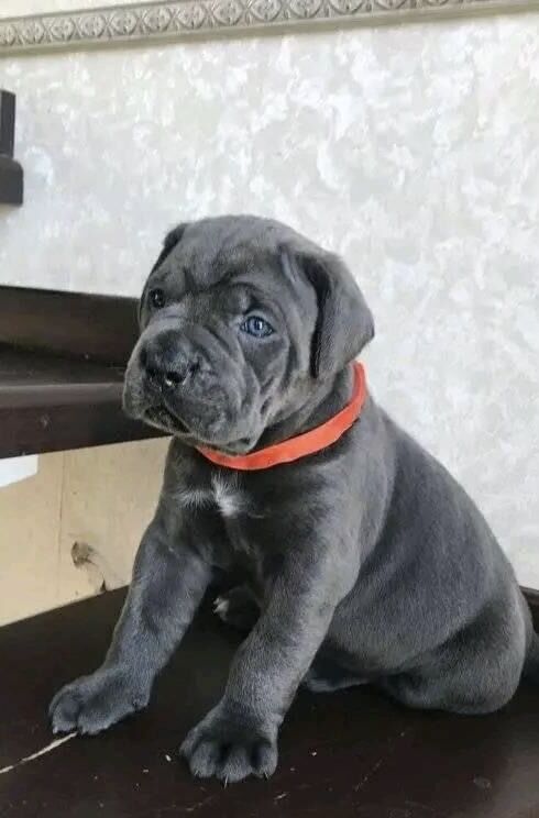 Cane Corso Puppies - 3 grey left for sale in Bradford, West Yorkshire | Image 4