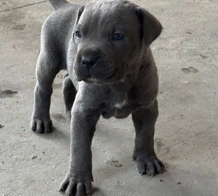 Cane Corso puppies for sale in Bradford, West Yorkshire – 1 year old - Image 5 of 11