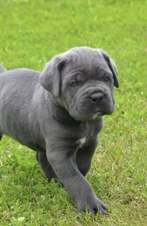 Cane Corso puppies for sale in Bradford, West Yorkshire – 1 year old - Image 6 of 11