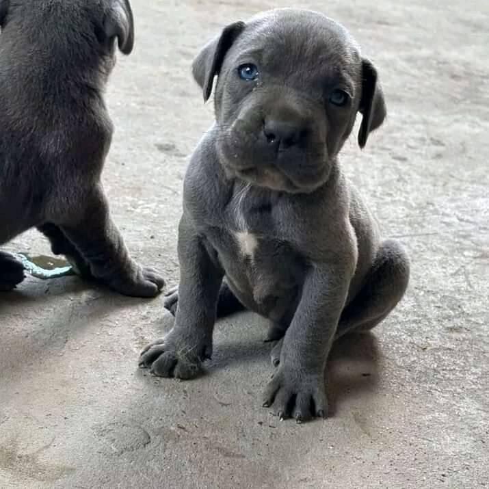 Cane Corso puppies for sale in Bradford, West Yorkshire – 1 year old - Image 7 of 11