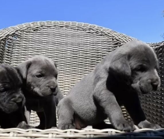 Cane Corso puppies for sale in Bradford, West Yorkshire – 1 year old - Image 8 of 11