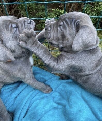 Cane Corso puppies for sale in Bradford, West Yorkshire – 1 year old - Image 9 of 11