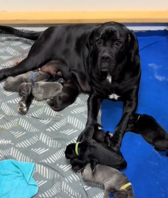 Cane Corso puppies for sale in Bradford, West Yorkshire – 1 year old - Image 10 of 11