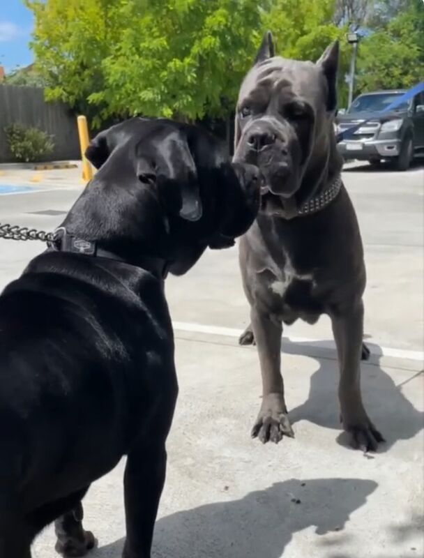 Cane Corso puppies for sale in Bradford, West Yorkshire – 1 year old - Image 11 of 11