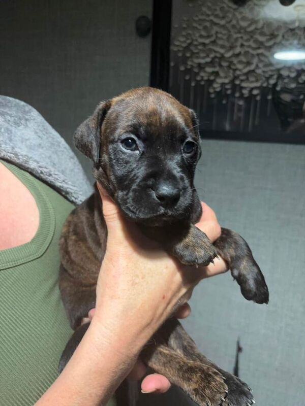Cane corso puppies - Image 2 of 4