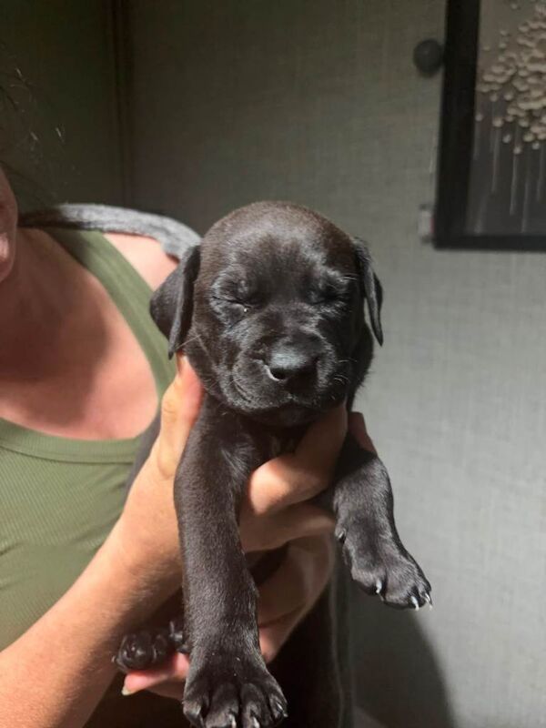 Cane corso puppies - Image 3 of 4