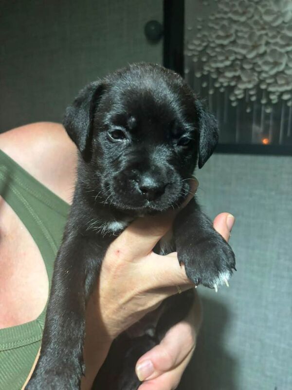 Cane corso puppies - Image 4 of 4