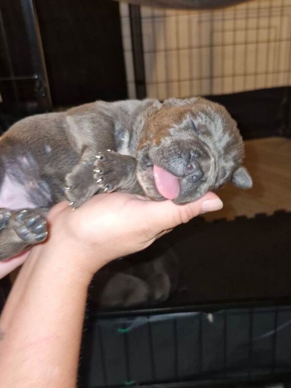 Cane corso Puppies