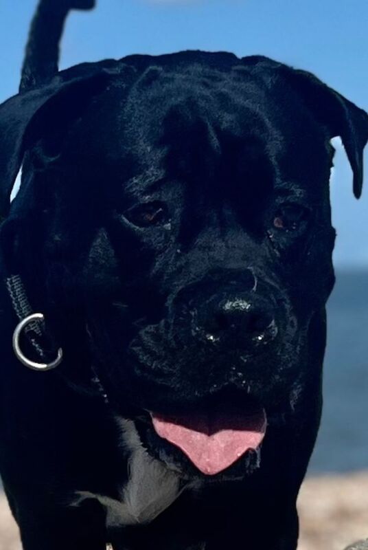 Cane corso puppies