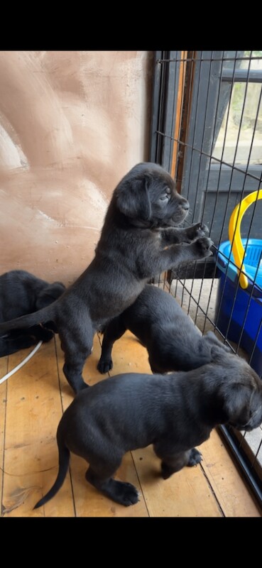 Cane corso puppies
