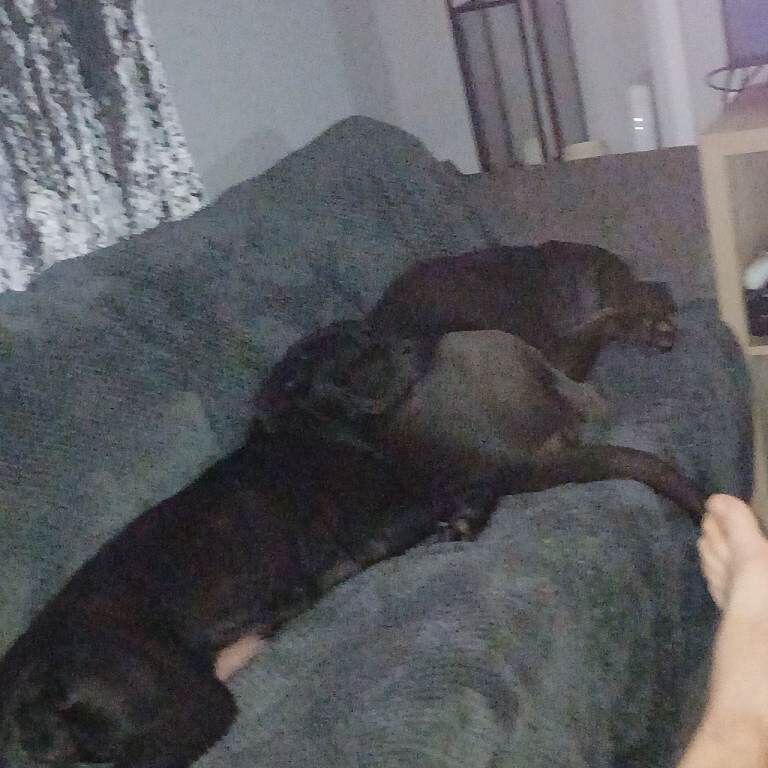 Cane corso puppies