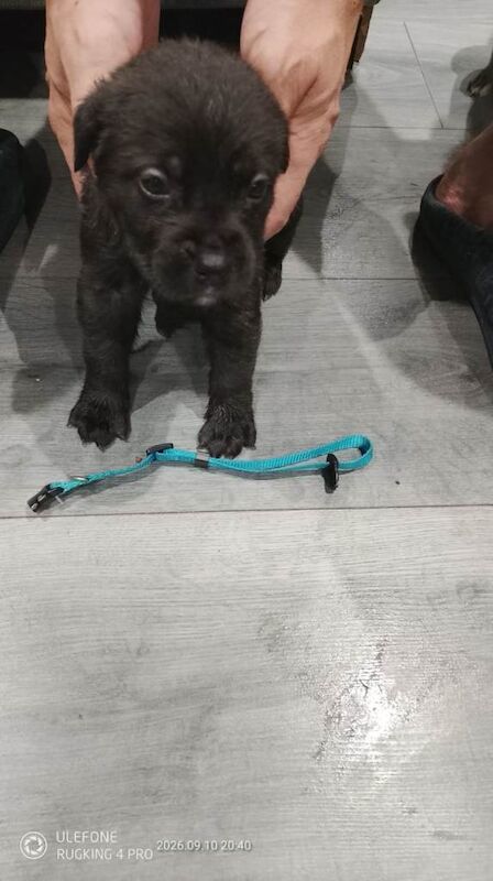 Cane corso puppies - Image 2 of 3
