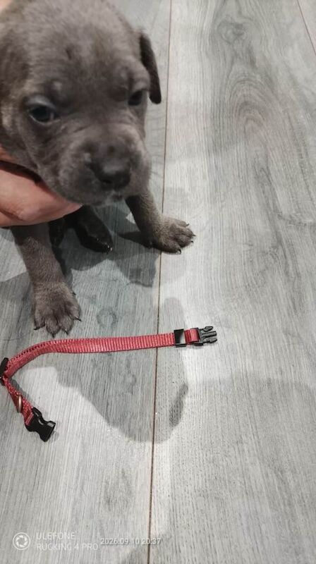Cane corso puppies - Image 3 of 3