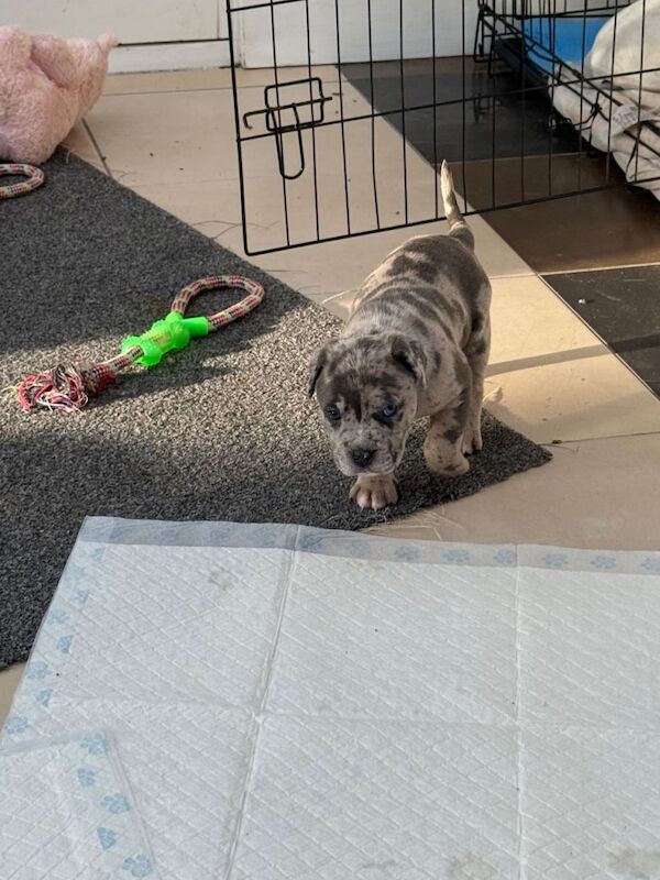 cane corso puppies