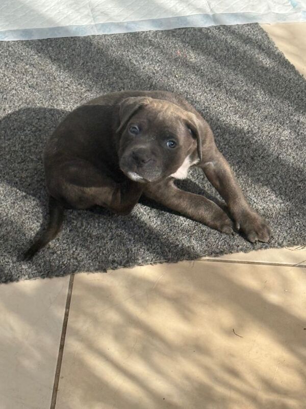 cane corso puppies - Image 2 of 6