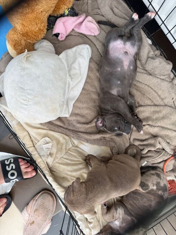 cane corso puppies - Image 3 of 6