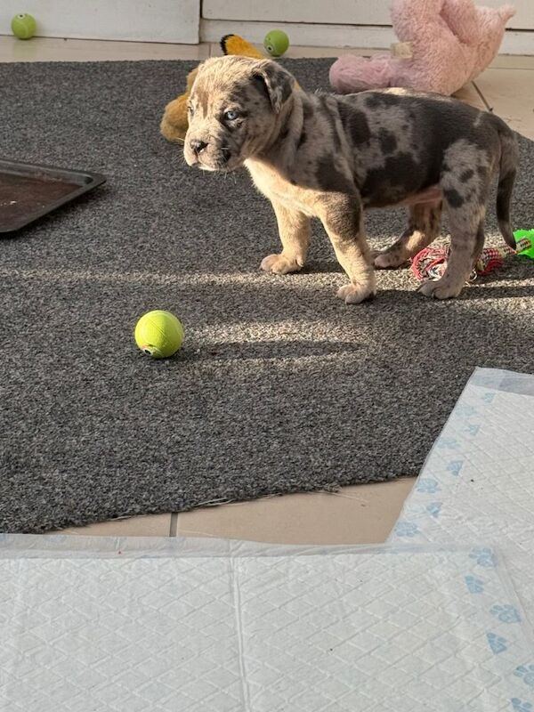 cane corso puppies - Image 4 of 6
