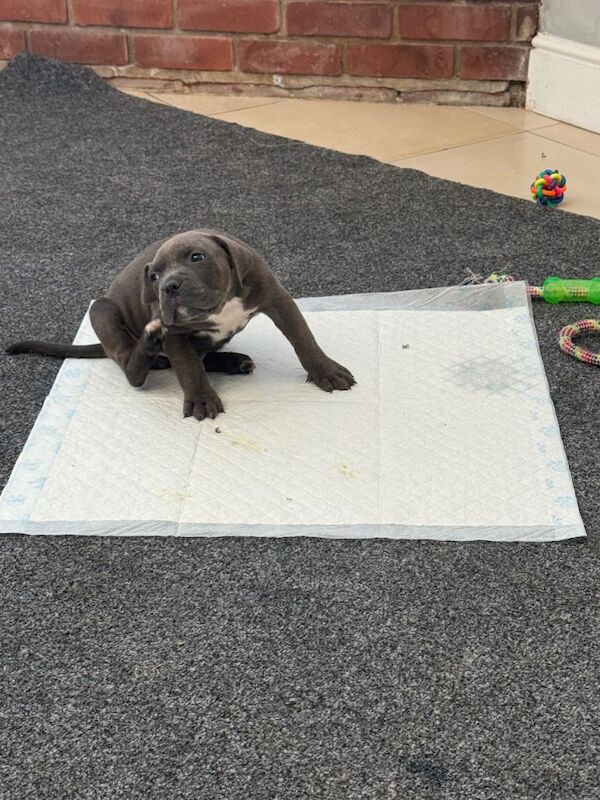 cane corso puppies - Image 5 of 6