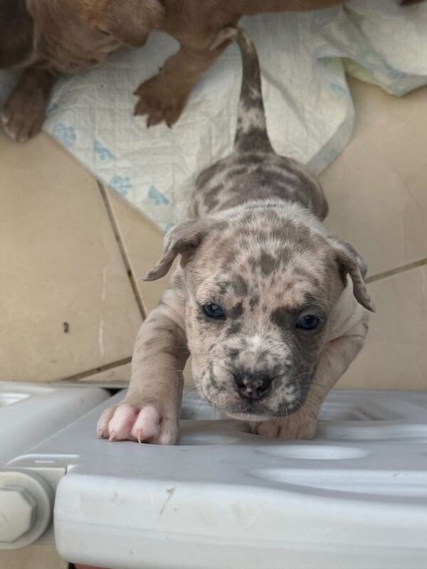 cane corso puppies - Image 6 of 6