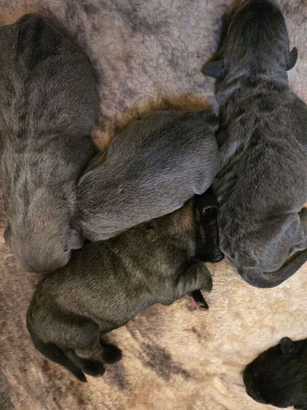Cane corso puppies - Image 2 of 6