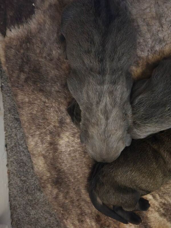 Cane corso puppies - Image 3 of 6