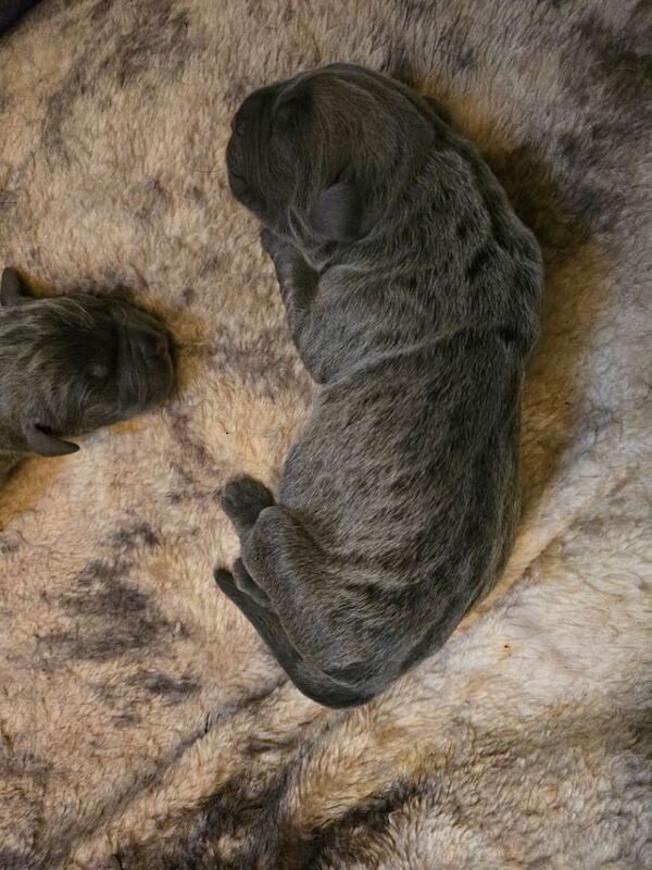Cane corso puppies - Image 4 of 6