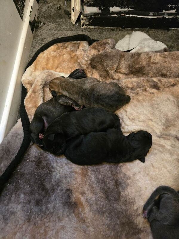 Cane corso puppies - Image 5 of 6