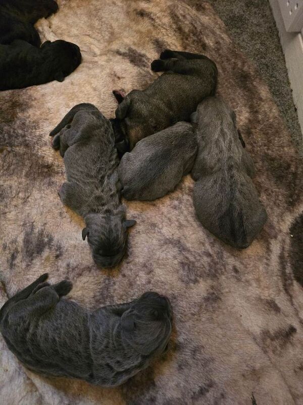 Cane corso puppies - Image 6 of 6