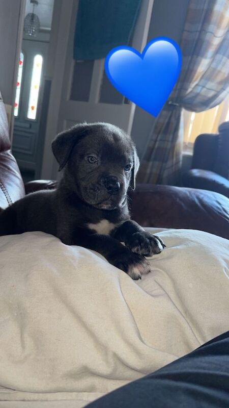 Cane Corso Puppies For Sale
